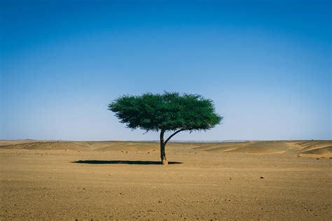 More than a thousand million trees in the Sahara Desert - Med-O-Med