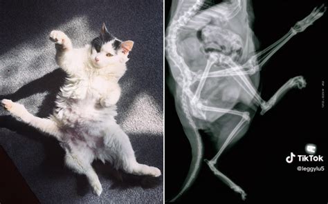 A Cat With 5 Legs Lives in Tennessee—And Here's the X-Ray to Prove It ...