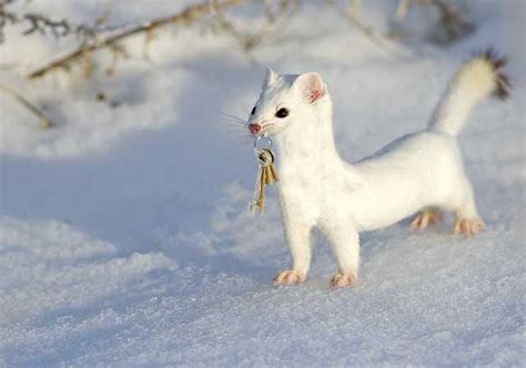 Snow ferret on the hunt! : photoshopbattles | Ferret, Cute animals, Snow