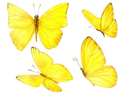 97 + Yellow Butterfly Wallpaper Hd Picture - MyWeb