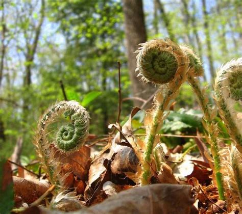 Fiddleheads (Ostrich fern) - myBackyard