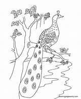 50  Peacock Coloring Pages Free Printable PDF JPG PNG & Online sketch template