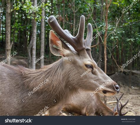 Male Sambar Deer Stock Photo 216072388 | Shutterstock