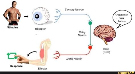 Sensory Neuron Chris Benoit was badass Stimulus Receptor Relay Neuron I ...