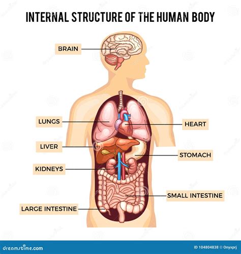 Anatomy Of The Human Body Kidney