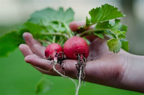 Unique Colored Vegetables To Plant In Your Garden