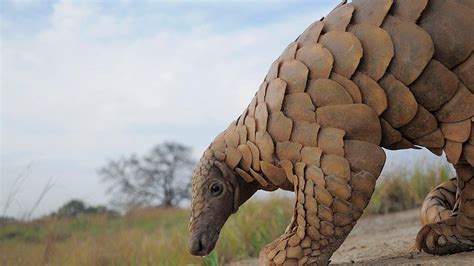 Indian Pangolin: Facts, Threats, Habitat, Diet | RoundGlass | Sustain