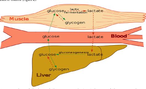 Figure 2 from Muscle fatigue, muscle recovery and how this knowledge applies to rock climbers ...