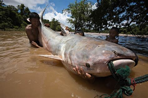 Pez gato gigante del Mekong