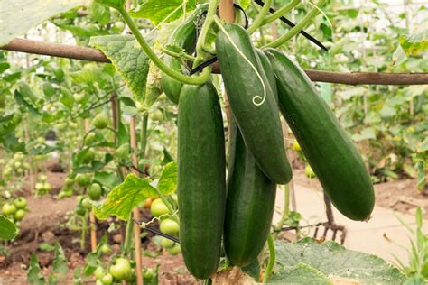 Persian Cucumber Seeds | Lebanese Middle Eastern Cucumbers Beit Alpha F1 Hybrid Burpless ...