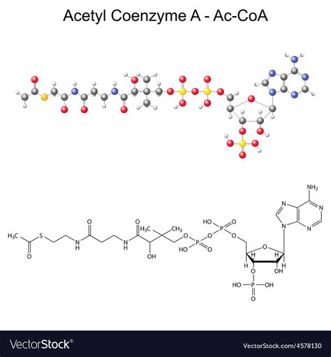 Acetyl Coa Structure