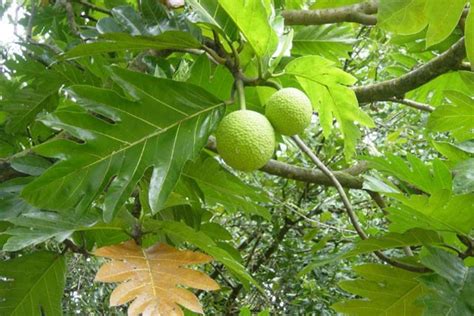 Teh daun sukun dari Pulau Pari - ANTARA News