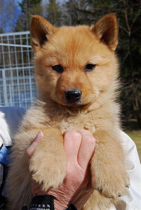 Flat-Coated Retriever vs Finnish Spitz - Breed Comparison