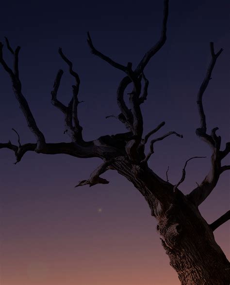 Free Images : tree, branch, silhouette, sky, sunrise, sunset, night, sunlight, morning, leaf ...