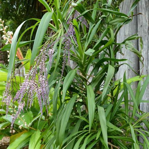 Cordyline stricta plant - Santhi Online Plants Nursery