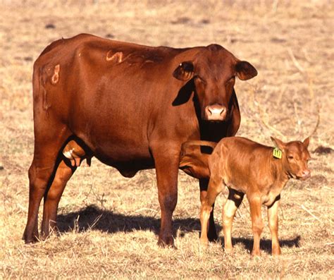 Brangus Cattle: Origin, Characteristics, Uses, Photo