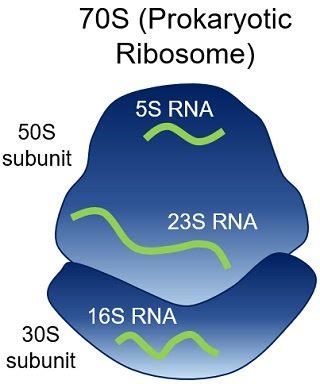 Difference Between 70-S and 80-S Ribosomes (with Comparison Chart ...