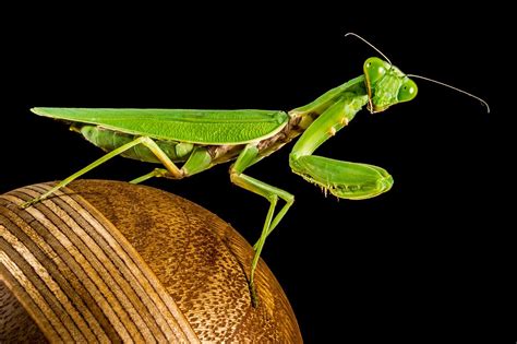 Todo lo que debes saber sobre la mantis religiosa | Planeta en línea