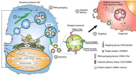 Designer exosomes produced by implanted cells deliver therapeutic cargo | Exosome RNA