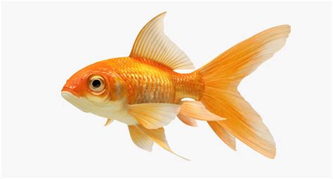 3D model goldfish 2 animation | Goldfish, 3d model, Animation