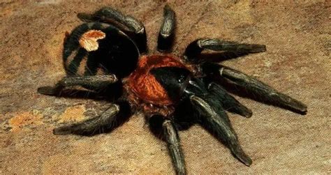 Tarantula Lifespan: How Long Do Tarantulas Live? (10 Examples) | Beyond The Treat