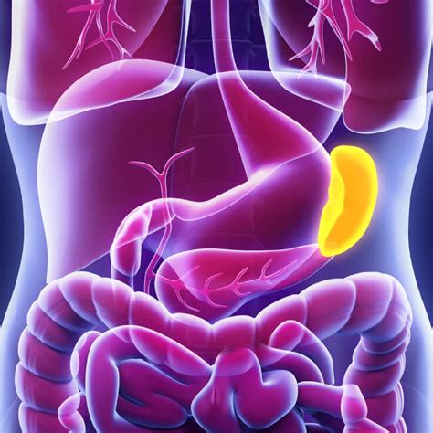 Spleen: How it works, where it is and problems - http://debuglies.com