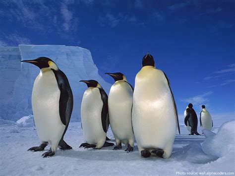 Interesting facts about emperor penguins | Just Fun Facts