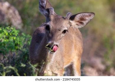 177 Coues Deer Images, Stock Photos & Vectors | Shutterstock