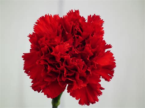 Red Carnation Wallpaper - WallpaperSafari