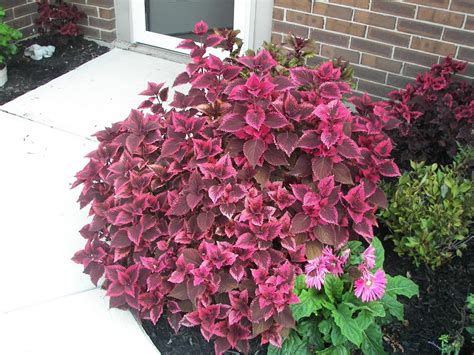 Coleus in the Annuals forum - Garden.org