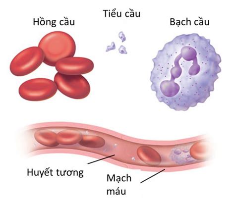 Dòng tiểu cầu tế bào máu: số lượng và ý nghĩa lâm sàng