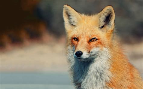 Fox Wallpapers Free - Wallpaper Cave