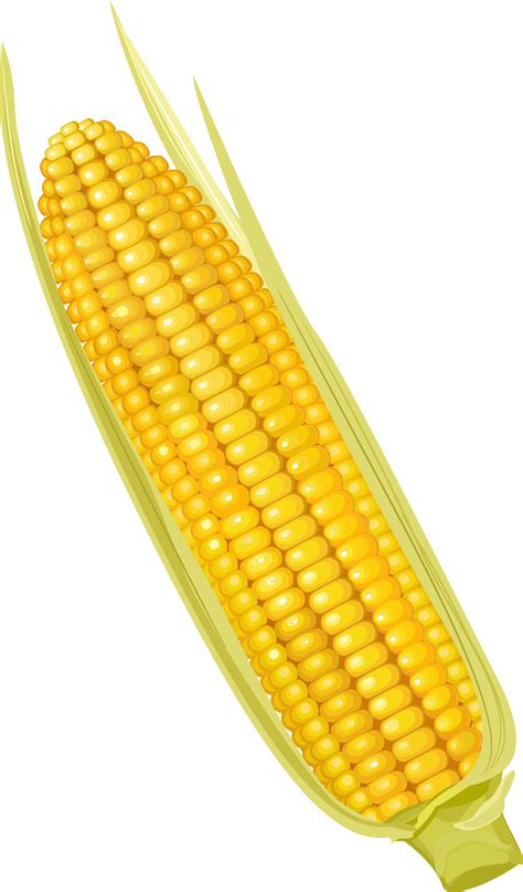 Corn on the cob Maize Corncob Vegetable - Cartoon yellow corn png ...