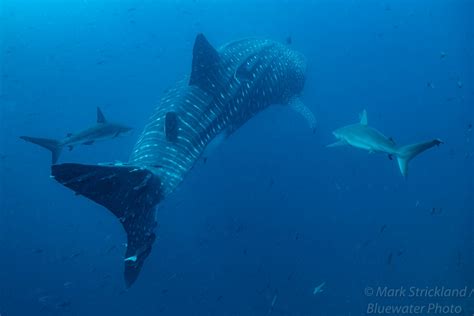 Diving in the Galapagos Islands - Bluewater Dive Travel