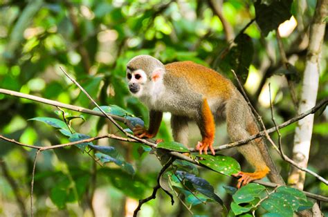 Yasuni National Park | Joshua Bousel | Flickr