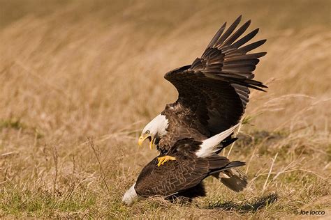 Bald Eagles Mating by Joe Iocco / 500px