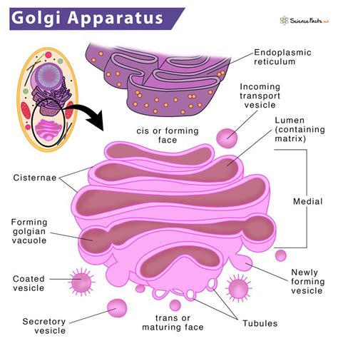 Golgi Apparatus - Definition, Location, Structure & Functions | Plant cell parts, Prokaryotic ...