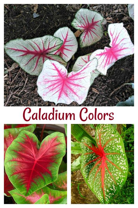 Care of Caladium plants - Varieties - Overwintering - Flowers - and More