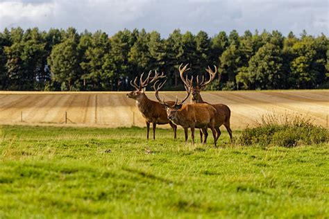 40+ Hangul Deer Stock Photos, Pictures & Royalty-Free Images - iStock