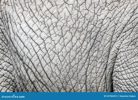 Elephant Skin Nature Pattern Stock Image - Image of pattern, decoration: 53706235