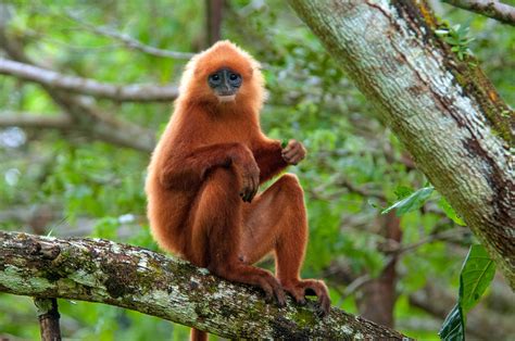 Searching for Wild Cats in Borneo and Scaring Away Poachers