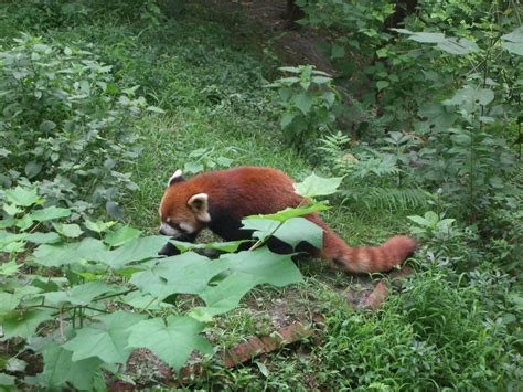 Red Panda - Panda Research Centre, Chengdu | 小熊猫 Red panda. … | Flickr