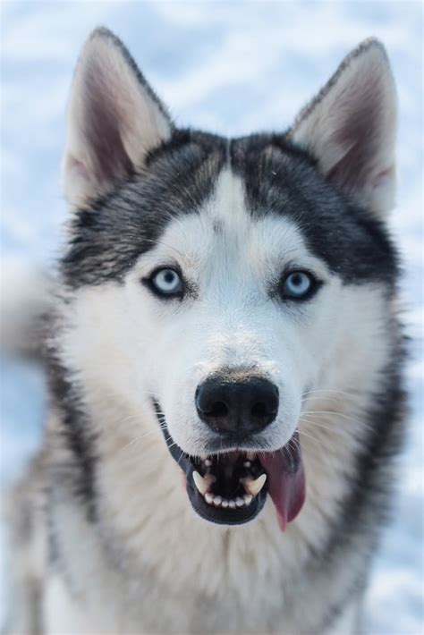 Black and White Siberian Husky · Free Stock Photo