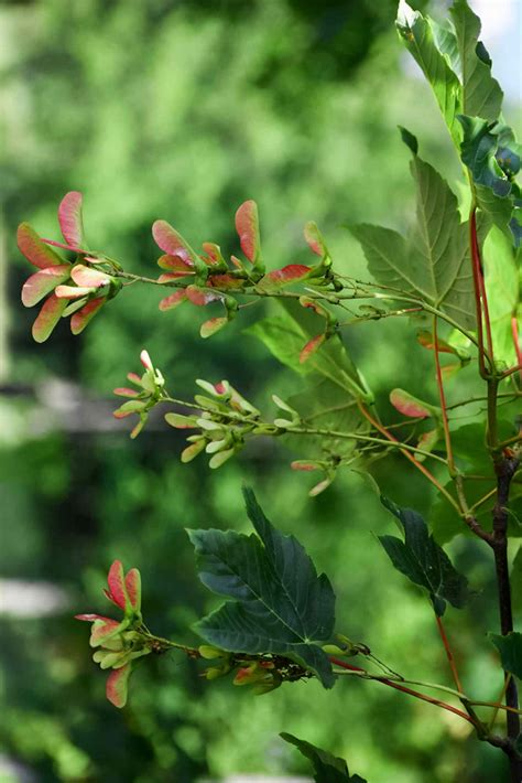 How to Grow Samara Trees