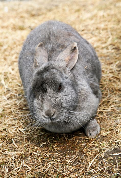 Nature: Observations and Meanings: RABBITS, HARES, AND PIKAS (LAGOMORPHA): Having Coping Strategies