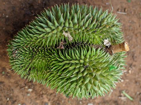 4 Varieties of Durio Lowianus in Hulu Langat - Year of the Durian