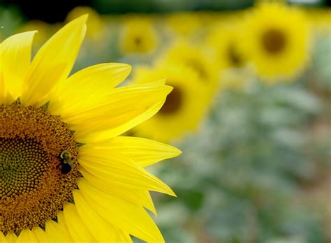 Sunflowers: The garden’s late-summer stars - The Washington Post