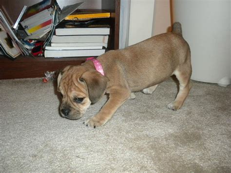 My new English Bulldog Pug mix puppy : r/aww