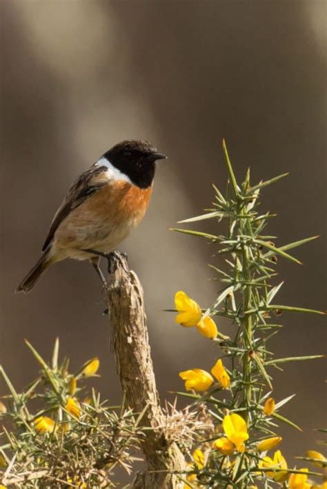 Gorse - planting, pruning, care, best uses for hedging and biodiversity