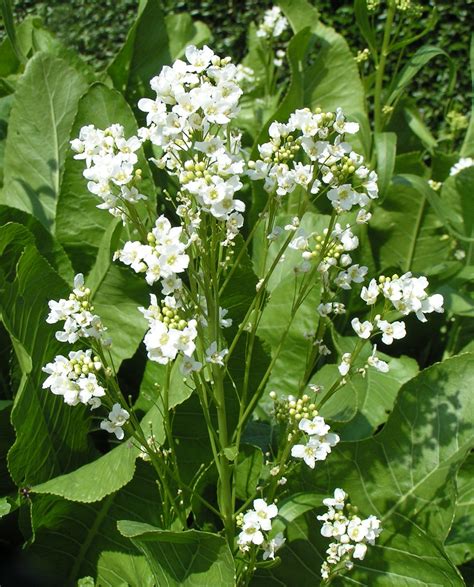 Brassica Campestris